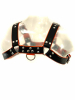 Oberkörper-Harness PITBULL mit oranger Paspel - 4cm 